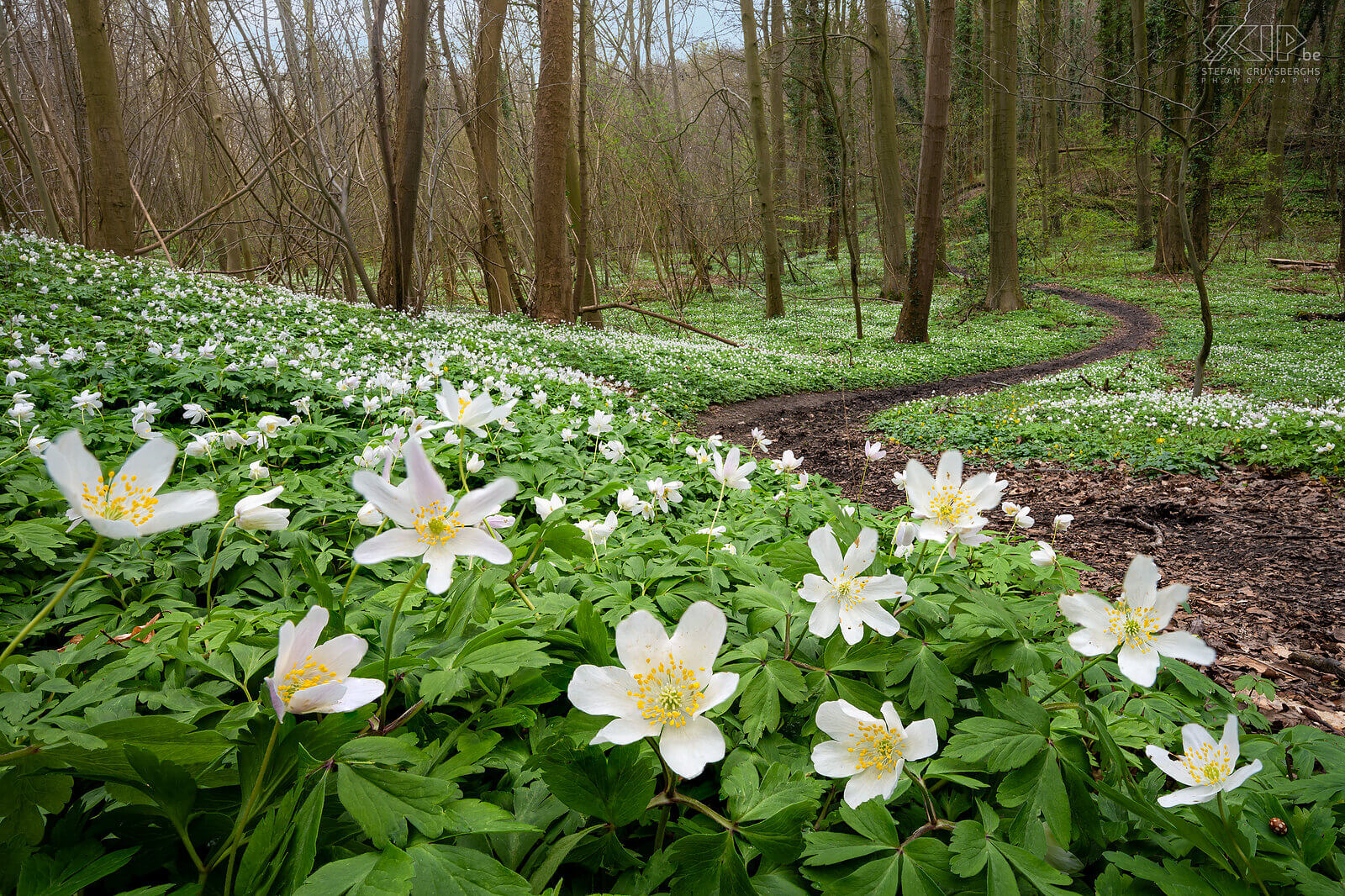 Spring bloomers - Wood anemones in Bertembos A small series of landscape and macro images of the beautiful spring bloomers in our nature; wood anemones in Bertembos, wild garlic in Bois de Laurensart, rapeseed in Kaggevinne and some orchids in Sint-Pieters-Rode. Stefan Cruysberghs